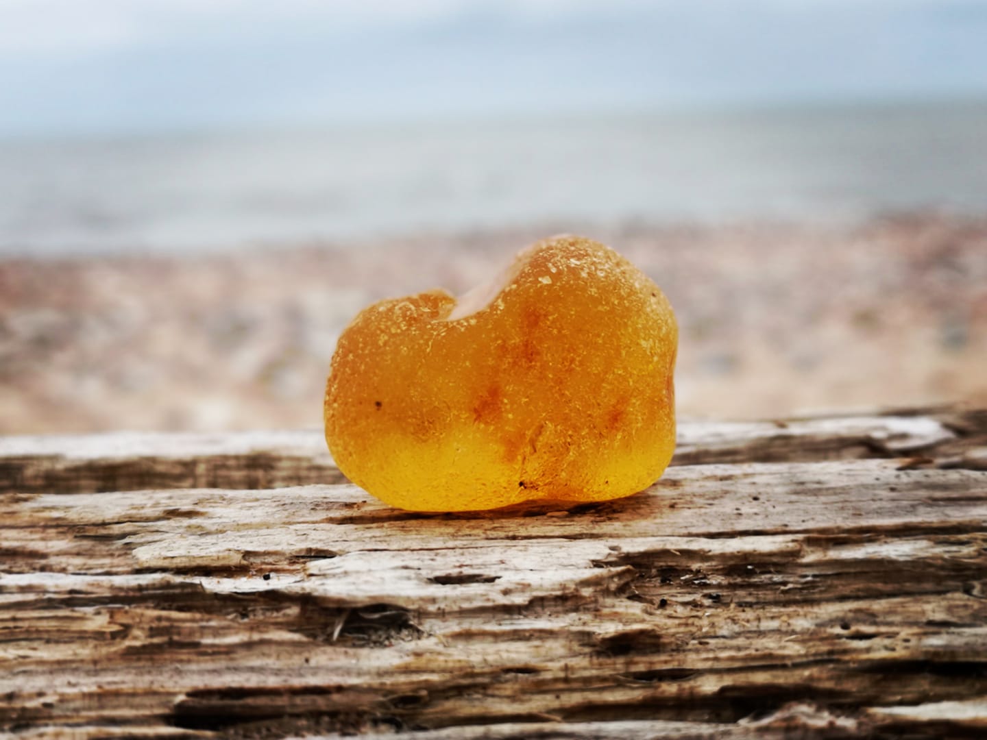 Baltic amber on driftwood by the sea